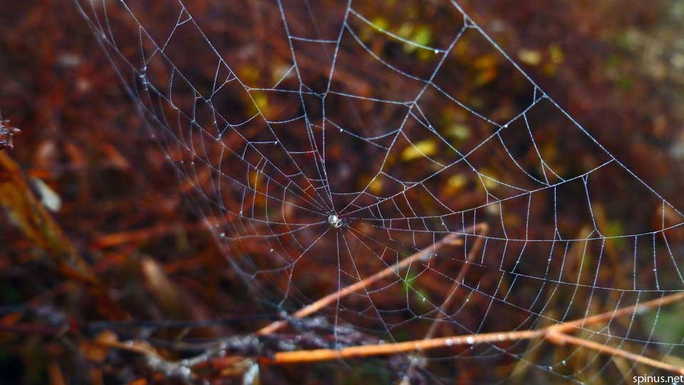 Barn Spider Araneus Cavaticus Spinus Nature Photography