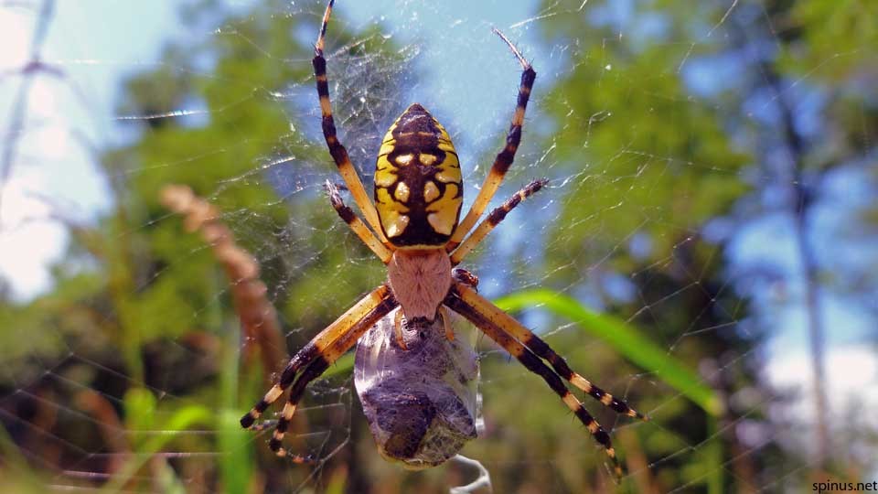 Yellow Garden Spider Argiope Aurantia Spinus Nature Photography